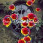 Exotic 200 SEEDS Lover Multi-Color Climbing Rose T3