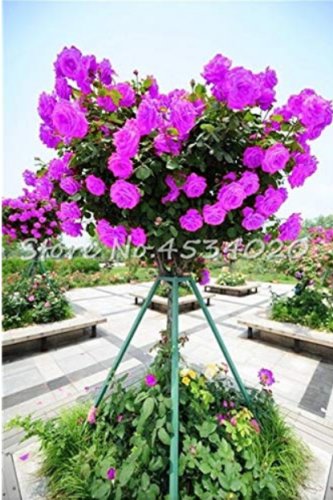 Exotic 200 SEEDS Lover Multi-Color Climbing Rose T4