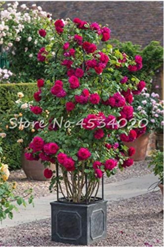 Exotic 200 SEEDS Lover Multi-Color Climbing Rose T6