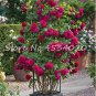 Exotic 200 SEEDS Lover Multi-Color Climbing Rose T6