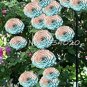 Exotic 200 SEEDS Lover Multi-Color Climbing Rose T7