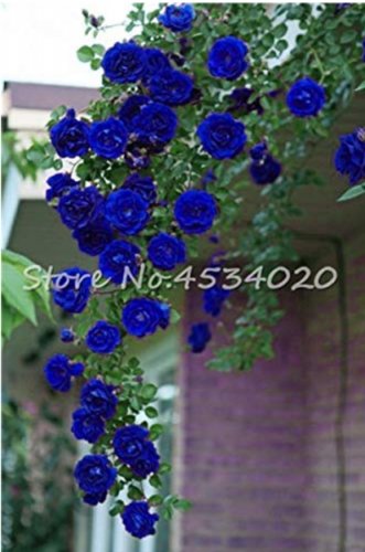 Exotic 200 SEEDS Lover Multi-Color Climbing Rose T8
