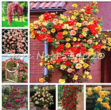 Exotic 200 SEEDS Lover Multi-Color Climbing Rose T9