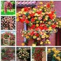 Exotic 200 SEEDS Lover Multi-Color Climbing Rose T9