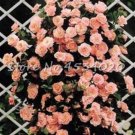 Exotic 200 SEEDS Lover Multi-Color Climbing Rose T10