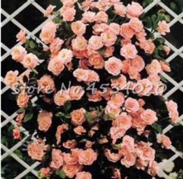 Exotic 200 SEEDS Lover Multi-Color Climbing Rose T10