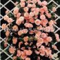 Exotic 200 SEEDS Lover Multi-Color Climbing Rose T10