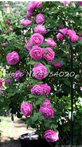Exotic 200 SEEDS Lover Multi-Color Climbing Rose T11