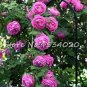 Exotic 200 SEEDS Lover Multi-Color Climbing Rose T11