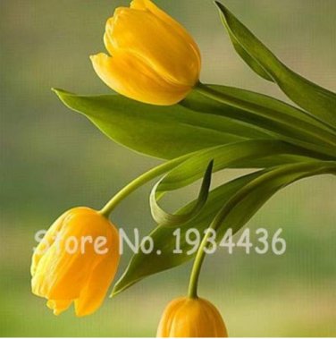 200 SEEDS  Color Ice Cream Tulip Flower Tulipagesneriana T1