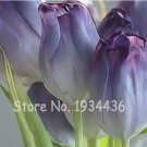 200 SEEDS  Color Ice Cream Tulip Flower Tulipagesneriana T2