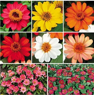 100 SEEDS Park Seed Profusion Single-Flowered Zinnia Seed Collection