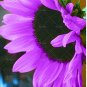 20 SEEDS Pink sunflower seeds