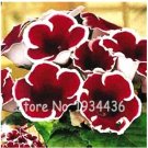 Imported Gloxinia  200 SEEDS Perennial Sinningia Gloxinia Flower
