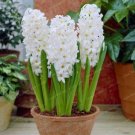 New Hyacinthus Orientalis  Balcony Flower  for 50 SEEDS T2