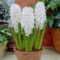 New Hyacinthus Orientalis  Balcony Flower  for 50 SEEDS T2