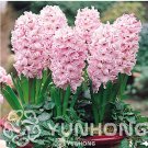 New Hyacinthus Orientalis  Balcony Flower  for 50 SEEDS T3