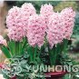 New Hyacinthus Orientalis  Balcony Flower  for 50 SEEDS T3