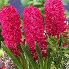 New Hyacinthus Orientalis  Balcony Flower  for 50 SEEDS T4