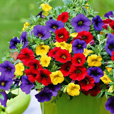 Mix Calibrachoa Garden Petunia Shuttlecock Flower Horn  Flower  Seeds