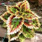 Coleus 100 Seeds T3