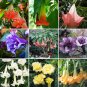 30 SEEDS Datura Herbs Flower Trumpet Flowers T1