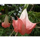 30 SEEDS Datura Herbs Flower Trumpet Flowers T4