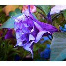 30 SEEDS Datura Herbs Flower Trumpet Flowers T5