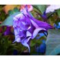 30 SEEDS Datura Herbs Flower Trumpet Flowers T5
