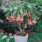 30 SEEDS Datura Herbs Flower Trumpet Flowers T6