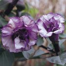 30 SEEDS Datura Herbs Flower Trumpet Flowers T7
