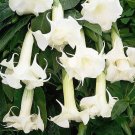 30 SEEDS Datura Herbs Flower Trumpet Flowers T8