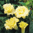 30 SEEDS Datura Herbs Flower Trumpet Flowers T9