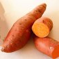 20 SEEDS Sweet Potato Fresh Food Vegetable