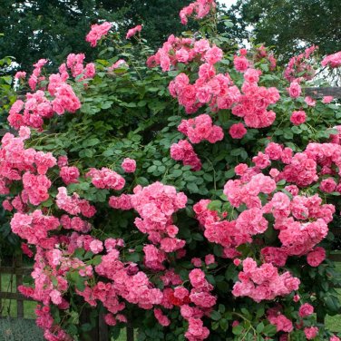 Pink Climbing Jasmine  Flower 100 SEEDS