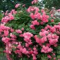 Pink Climbing Jasmine  Flower 100 SEEDS