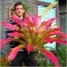 100 SEEDS  Colorful Cactus Bromeliad Tillandsia Bulbosa