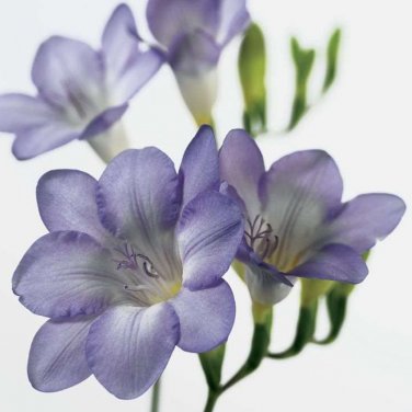 100 SEEDS Freesia T1