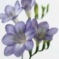 100 SEEDS Freesia T1