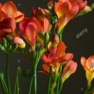100 SEEDS Freesia T2