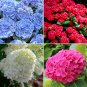 Mixed Hydrangea Flower 50 SEEDS Colors T1