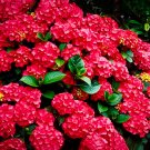 Mixed Hydrangea Flower 50 SEEDS Colors T4