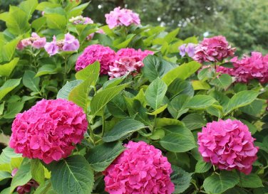Mixed Hydrangea Flower 50 SEEDS Colors T5