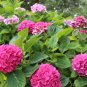 Mixed Hydrangea Flower 50 SEEDS Colors T5