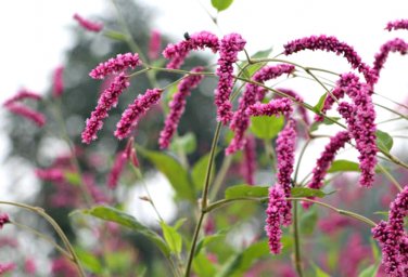 Polygonum Orientale SEEDS 100 SEEDS