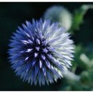 Echinops sphaerocephalus Glandular Globethistle Blue Herb Flowers 30 SEEDS