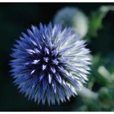 Echinops sphaerocephalus Glandular Globethistle Blue Herb Flowers 30 SEEDS