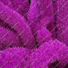 120 SEEDS Purple Bamboo Foxtail