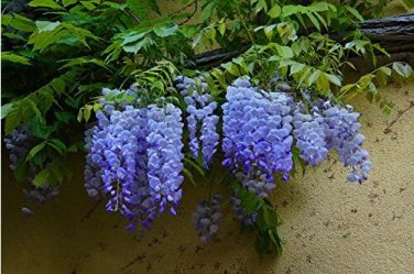 20 SEEDS  sky Blue moon wisteria tree