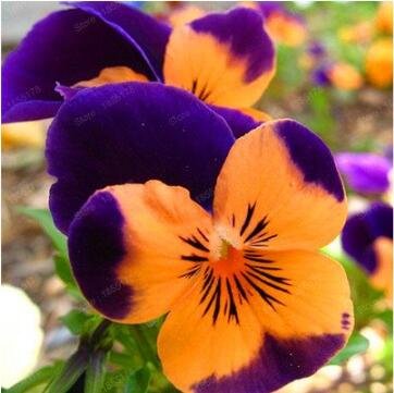 24 colors 100 SEEDS Mexican pansy Wavy Viola Tricolor Flower